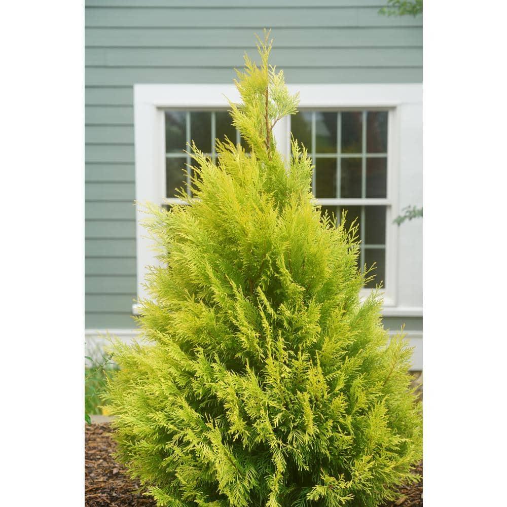 Proven Winners 1 Gallon Fluffy Western Arborvitae (Thuja) Live Evergreen Shrub