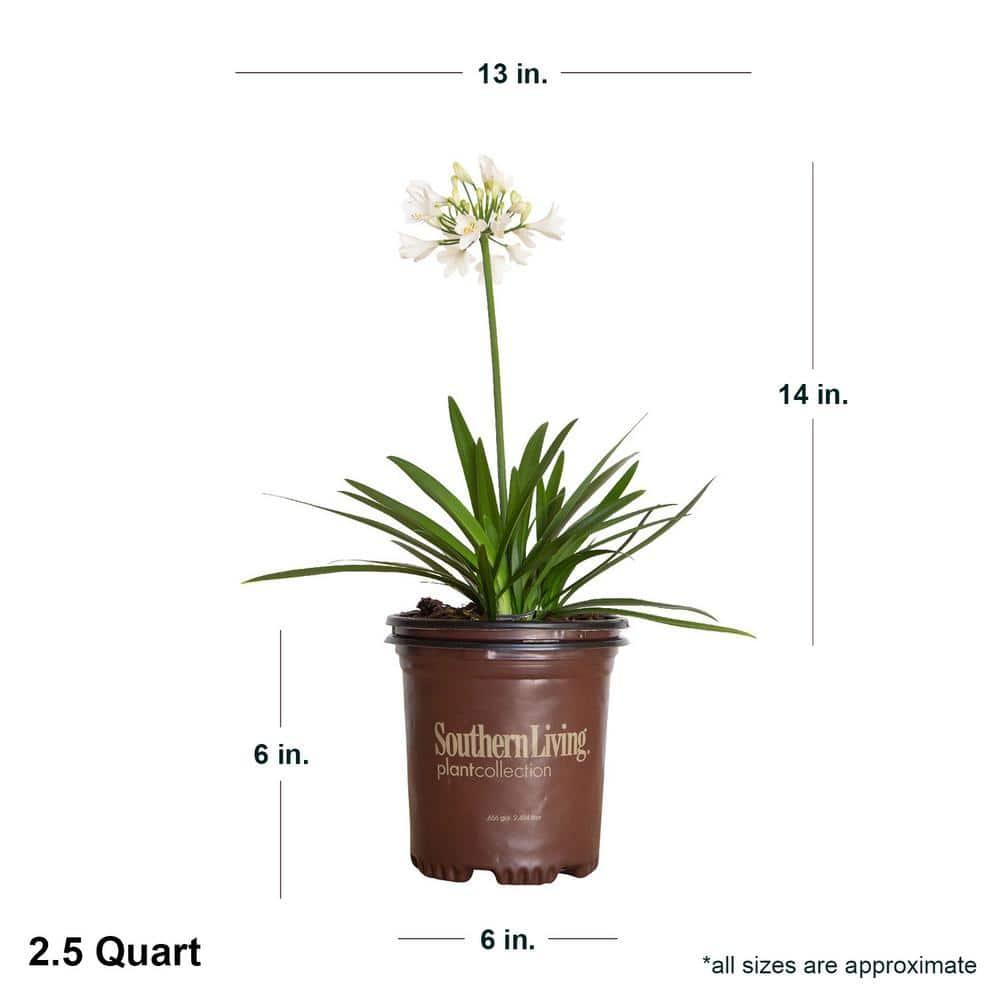 Southern Living Ever White Agapanthus 'Lily of the Nile' Live Shrub in 2.5-Quart Grower Pot