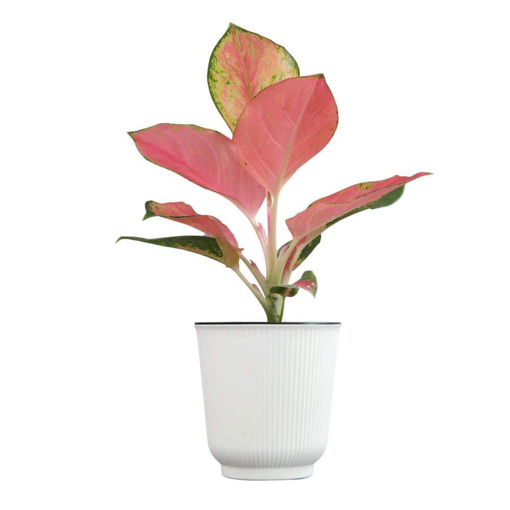 Aglaonema China Red | Pink Houseplant | 4.25in. Decor Pot; Indirect Light | Element by Altman Plants