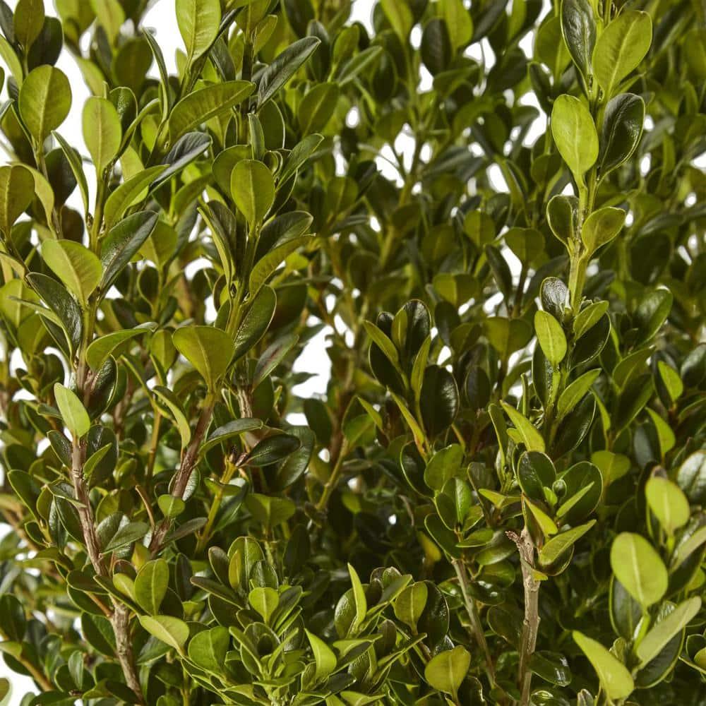 Expert Gardener 1 Gallon Wintergreen Boxwood Live Shrub