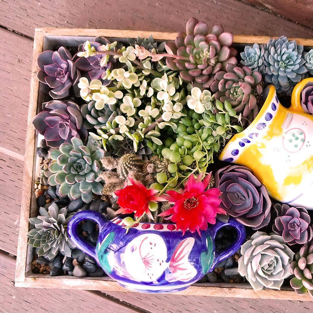 Altman Specialty Plants Live Succulent Plant in Nursery Pot