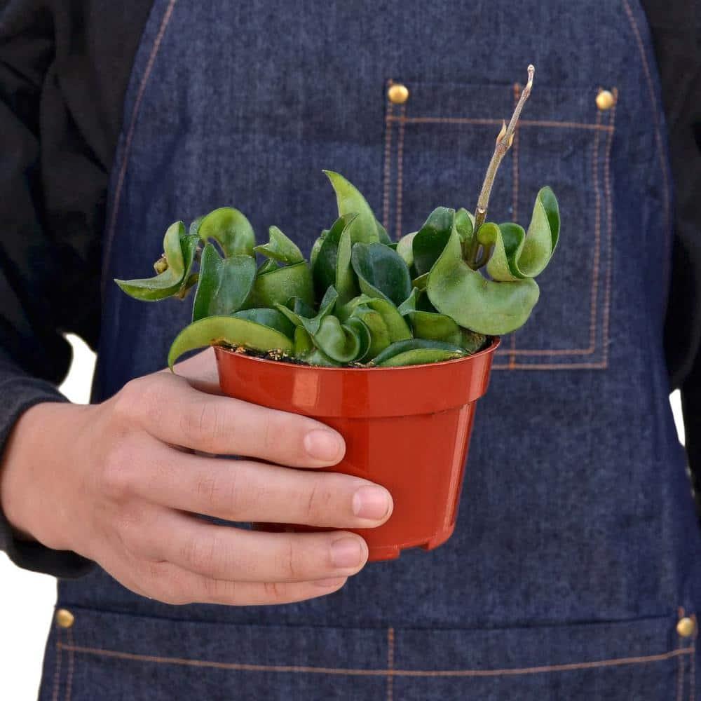 House Plant Shop House Plant Shop Live Foliage Plant