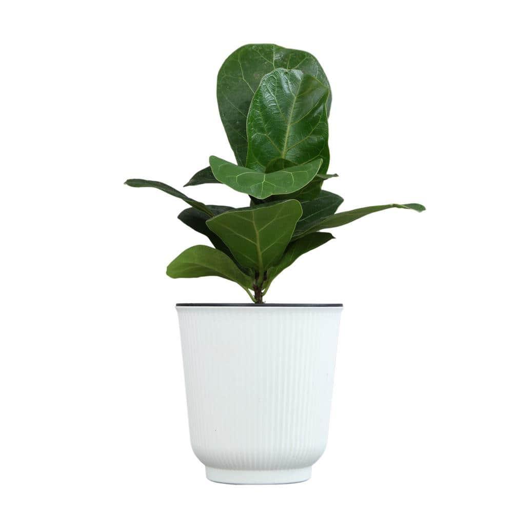 Fiddle-leaf Fig Ficus Tree Houseplant | 4.25in. Decor Pot; Indirect Light | Element by Altman Plants