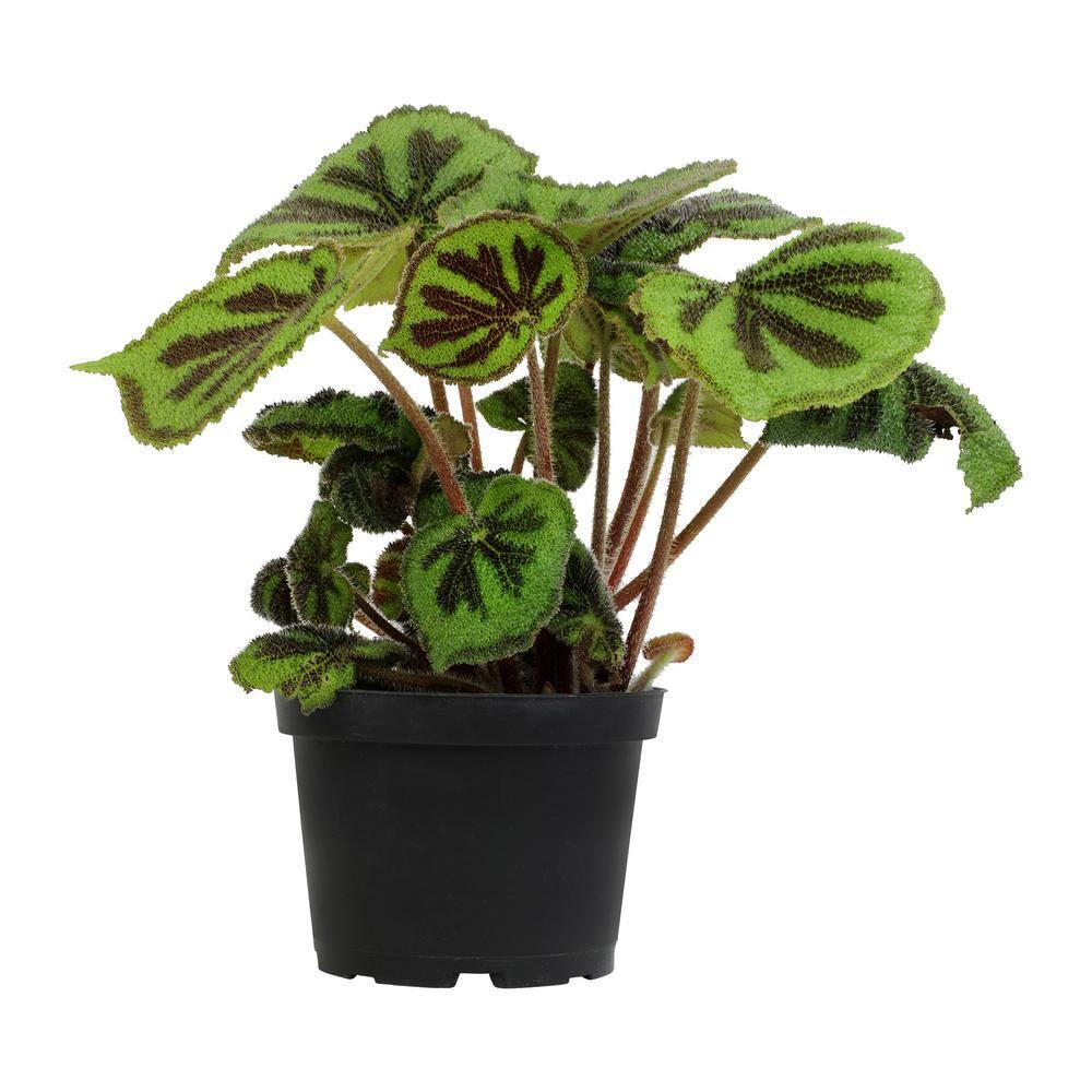 'Rock' Begonia Iron Cross Houseplant | 6in. Pot; Filtered Sun | Element Exotics by Altman Plants