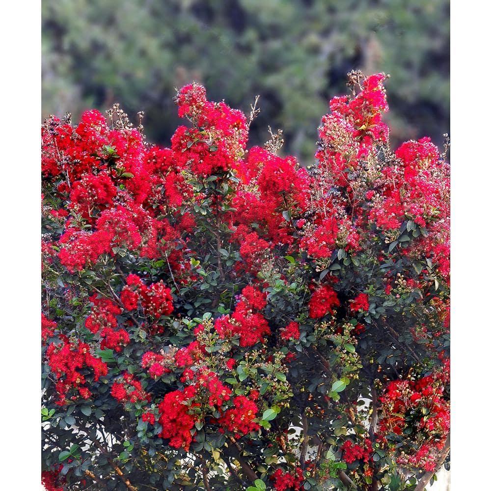3 Gal. Bloomables Bellini Strawberry Crape Myrtle Shrub with Red Flowers