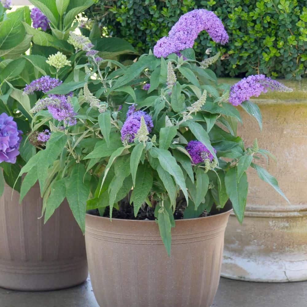 Proven Winner Pugster Amethyst 2 Gal. Buddleia, Purple Blooms