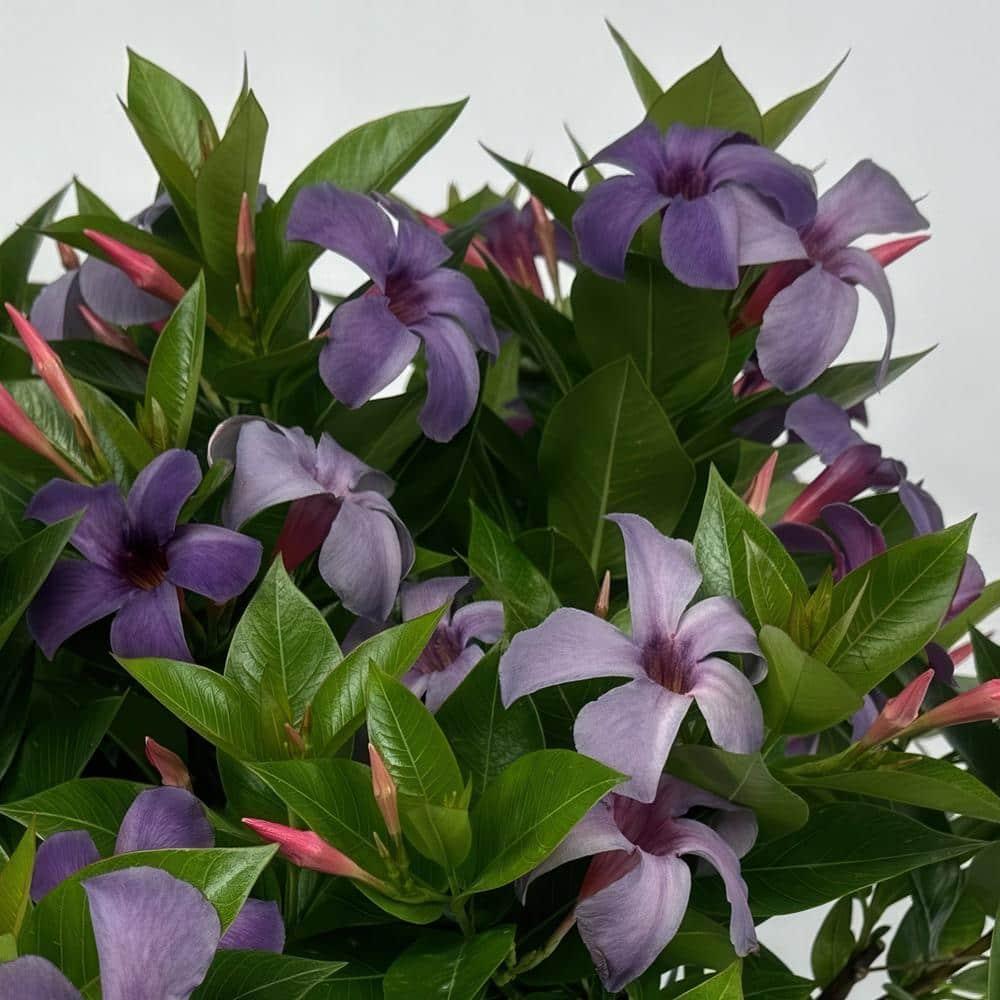 Blue Mandevilla Bluephoria Summer 4-inch Pot 3-Pack