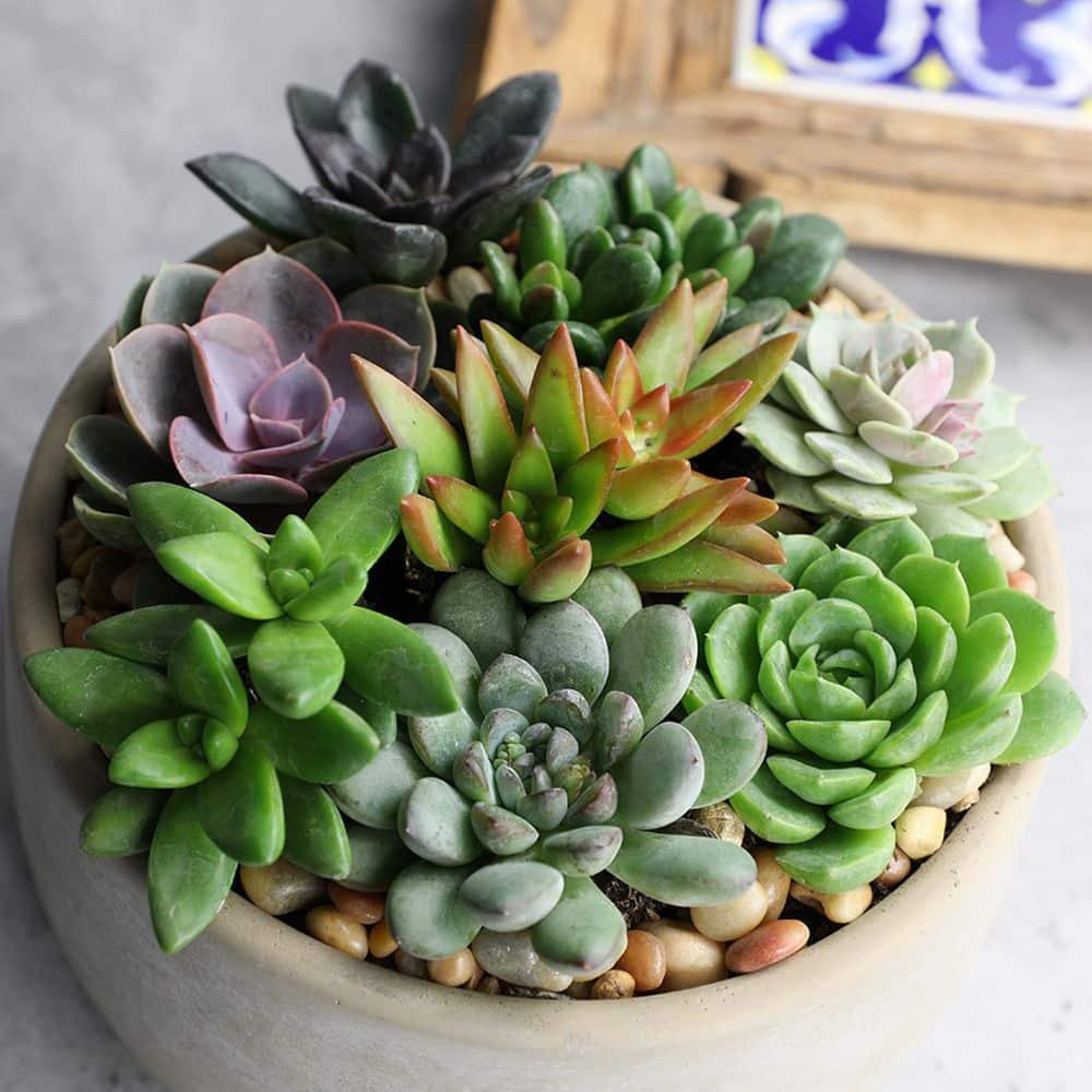 Element by Altman Plants 2" Multi-color Succulent Live Plants (12 Pack)