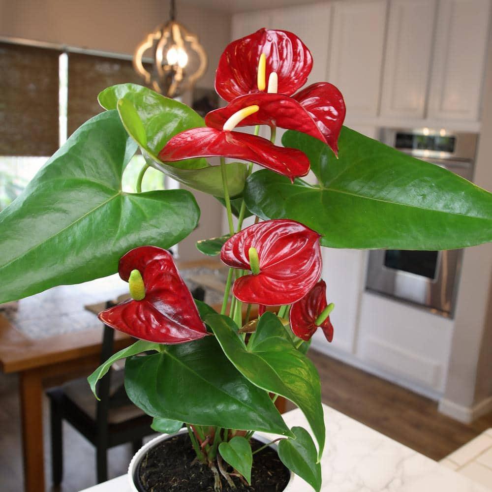 Planta de Interior con Flor de Flamenco Anthurium Roja / Maceta Decorativa de 6 Pulgadas; Luz / Elemento Indirecta de Altman Plants