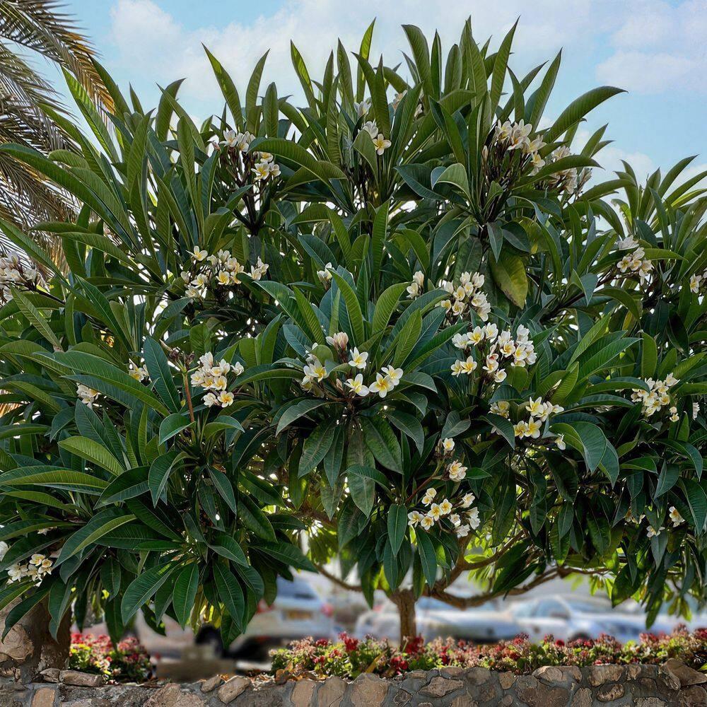 Hawaiian White Plumeria Plant Cutting ~ Grow Hawaii
