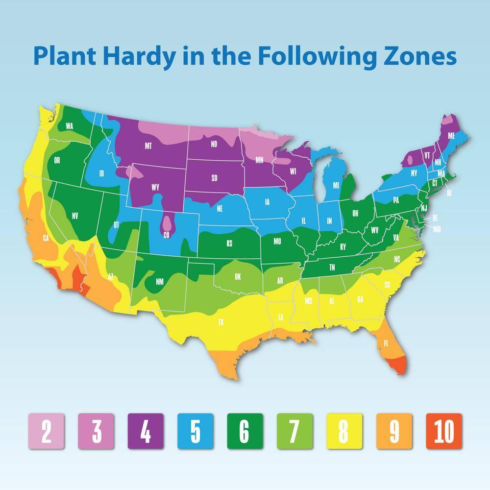 Altman Plants Tanzanian Zipper Plant, Euphorbia Cactus | 6in Décor Pot, Filtered Sun, Exotic Plant