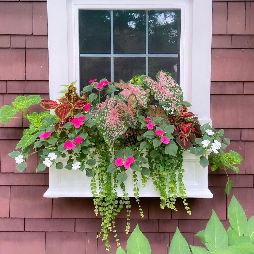 Mayne Inc. Anastasiya Resin Window Box Planter with Water Reservoir