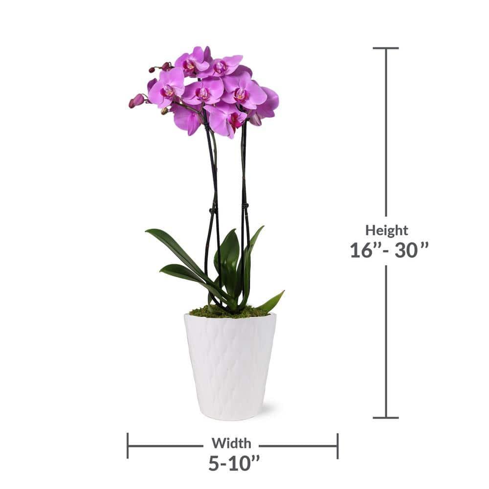 Just Add Ice 16-30" Pink Premium Orchid Live Plant in 5" White Ceramic Pot, House Plant