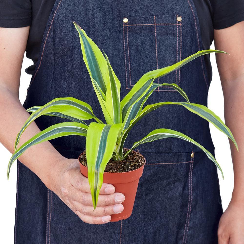 House Plant Shop House Plant Shop Live Dracaena Plant
