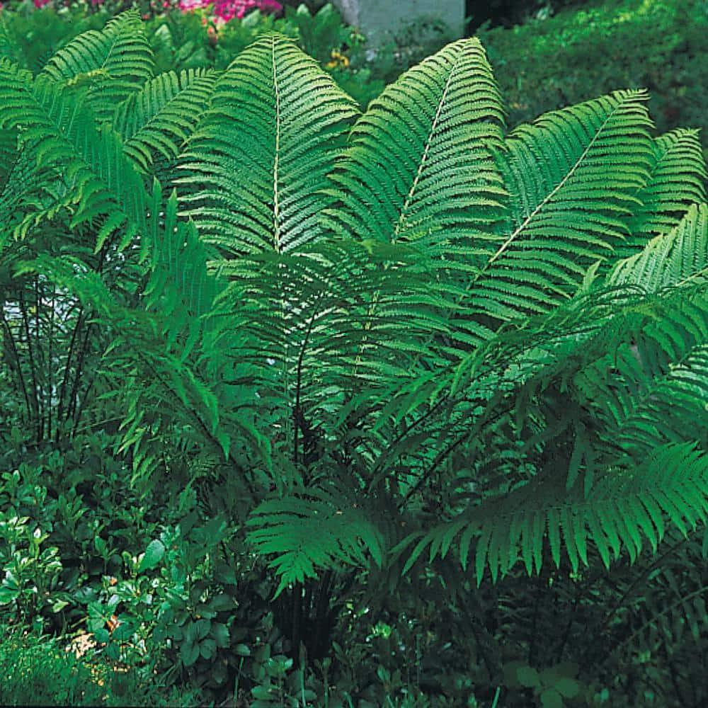 Tennessee Ostrich Fern Dormant Bare Root Starter Perennial Plant, 1-Pack