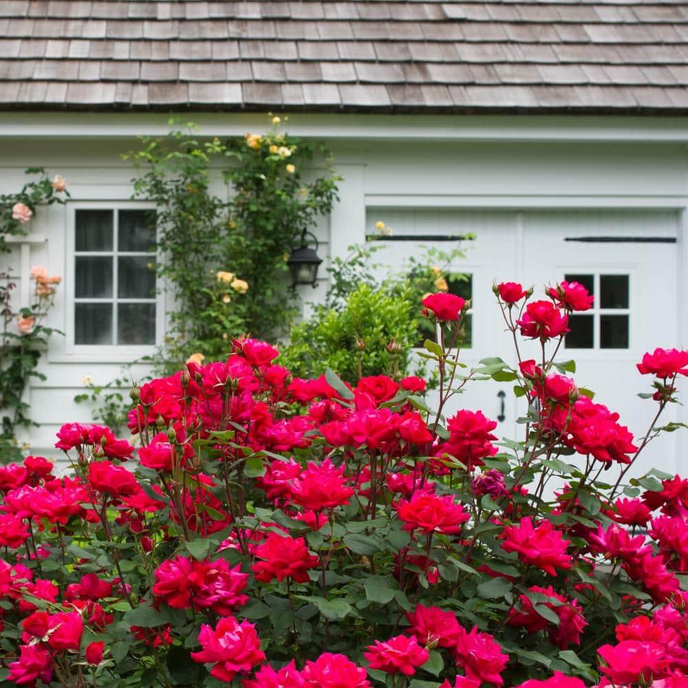 'The Red Double Knock Out® Rose' Live Shrub (1 gallon)