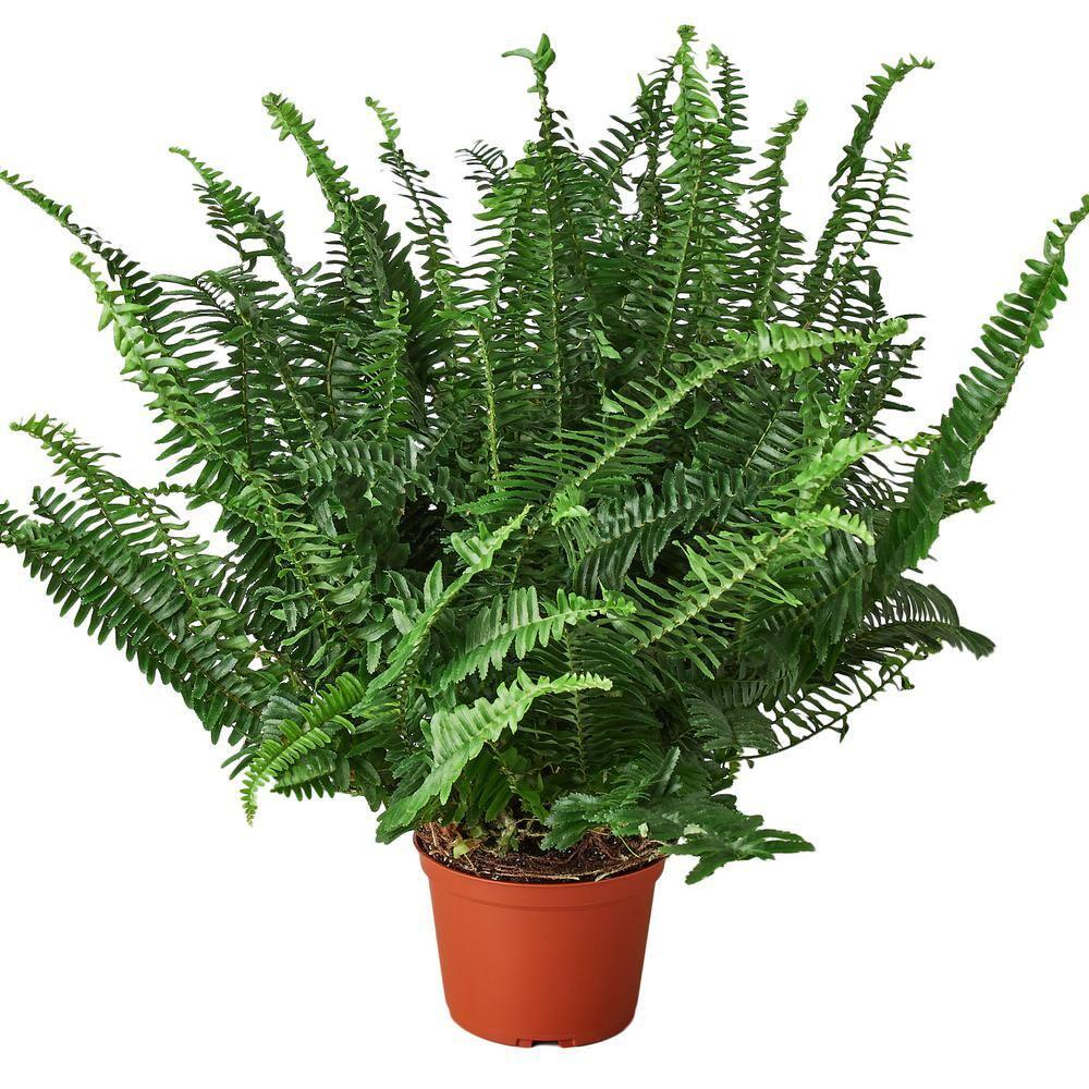 Jester's Crown Fern in 6" Terracotta Pot