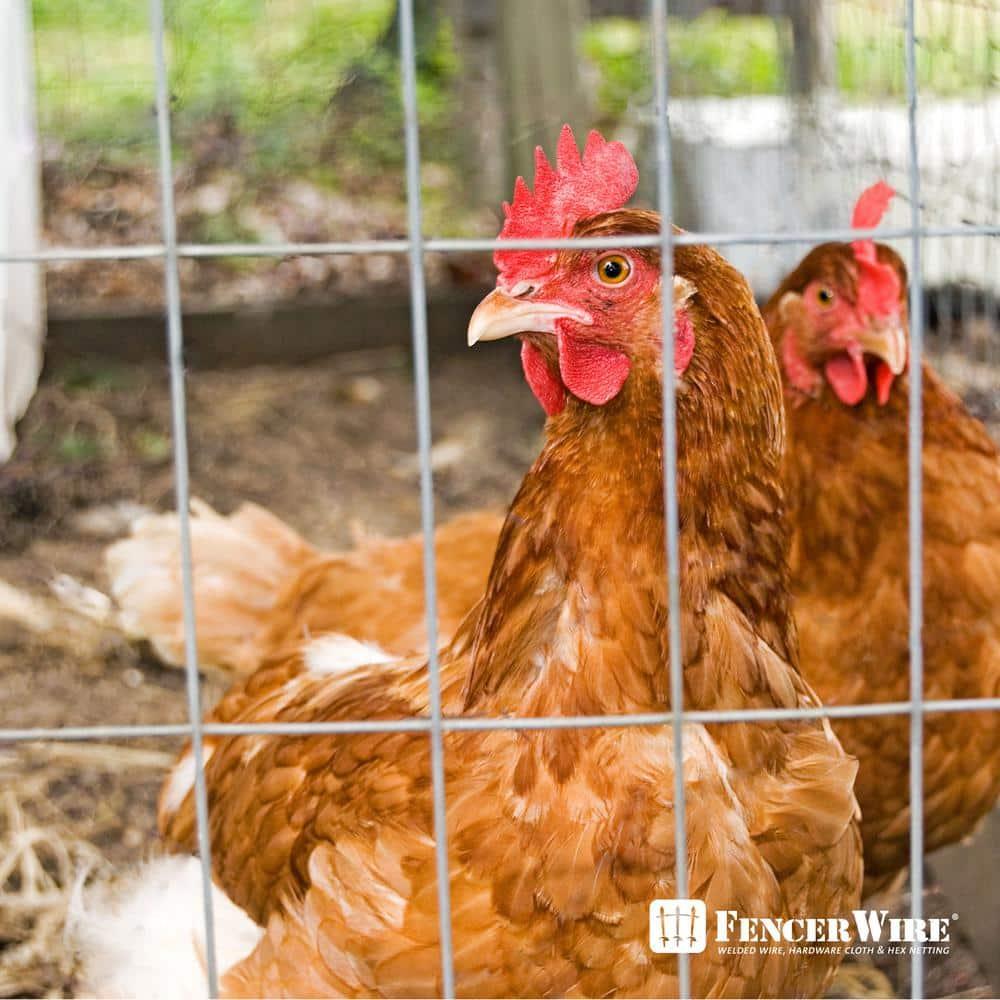 Fencer Wire Fencer Wire 12.5 Gauge Galvanized Welded Fence Wire Roll with Mesh , Multiple Options