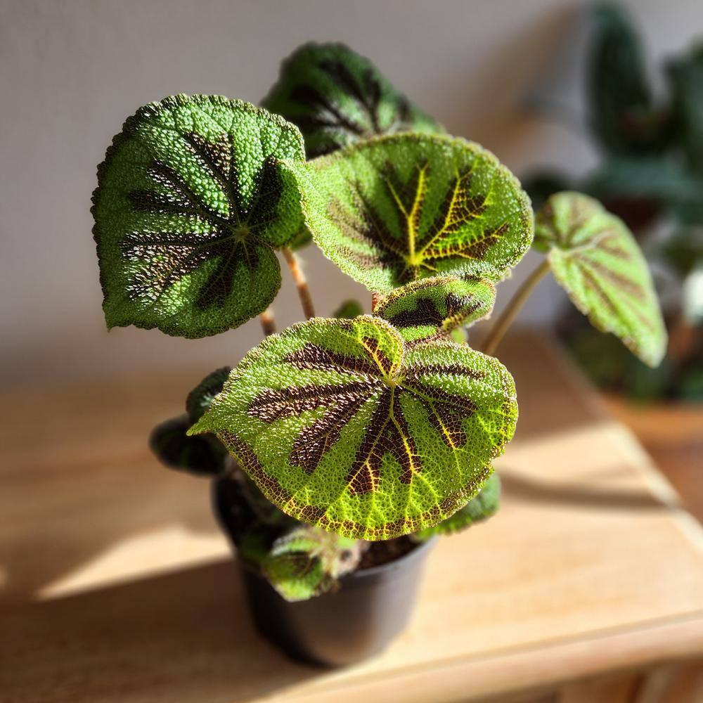 'Rock' Begonia Iron Cross Houseplant | 6in. Pot; Filtered Sun | Element Exotics by Altman Plants