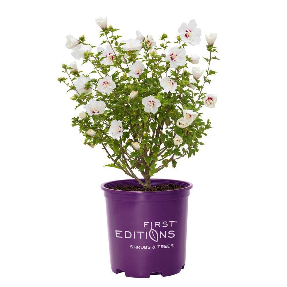 First Editions Hibiscus Bali Live Shrub in 2-Gallon Grower Pot