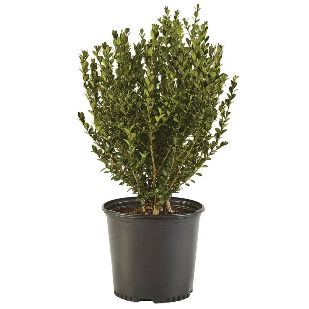 Expert Gardener 1 Gallon Wintergreen Boxwood Live Shrub
