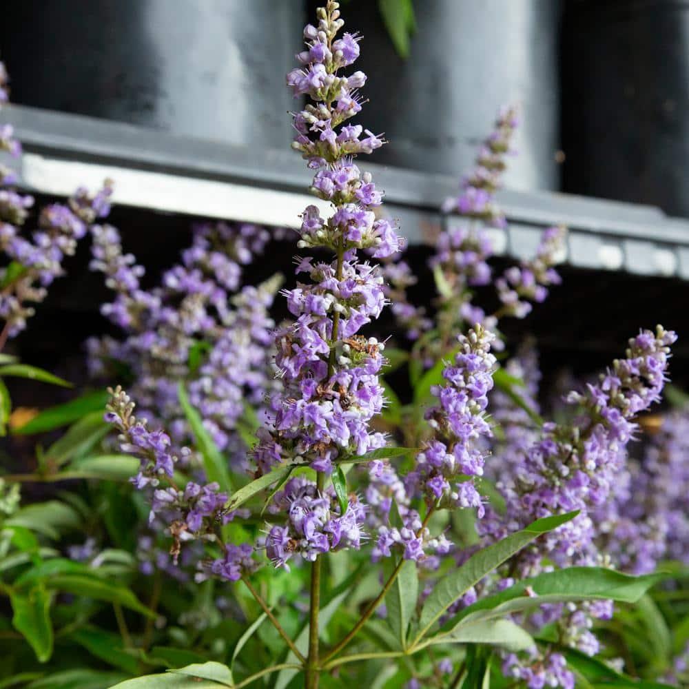 Shoal Creek Vitex (2.5 Gallon) Chaste Tree with Fragrant Lilac-Purple Flower Clusters - Texas