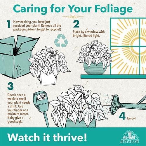 Purple Rose, Calathea Roseopicta | 6in Pot | Live Houseplant, Partial Sun | Element by Altman Plants