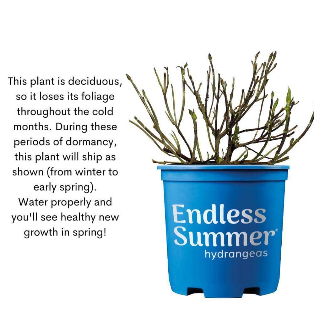 Endless Summer The Original Reblooming Hydrangea Live Shrub in 2-Gallon Grower Pot
