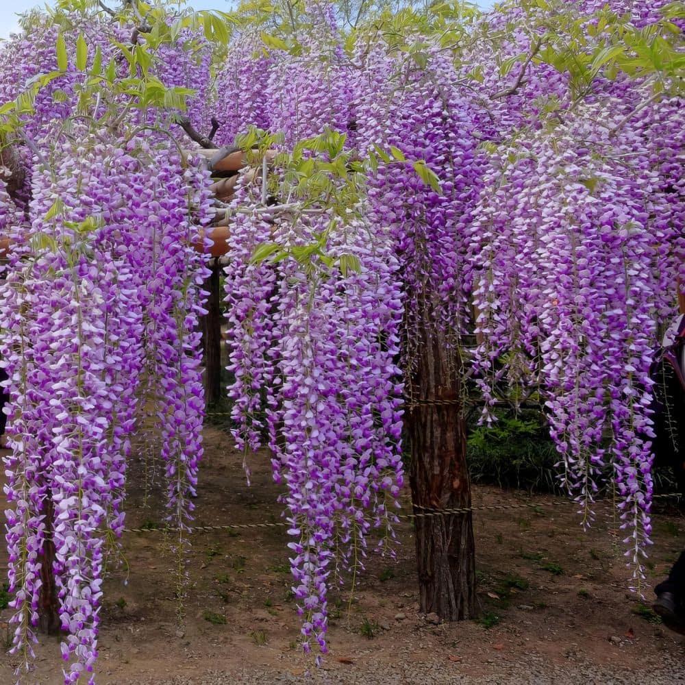 Live Perennial 1 gal Wisteria 'Amethyst Falls' with Full Sunlight