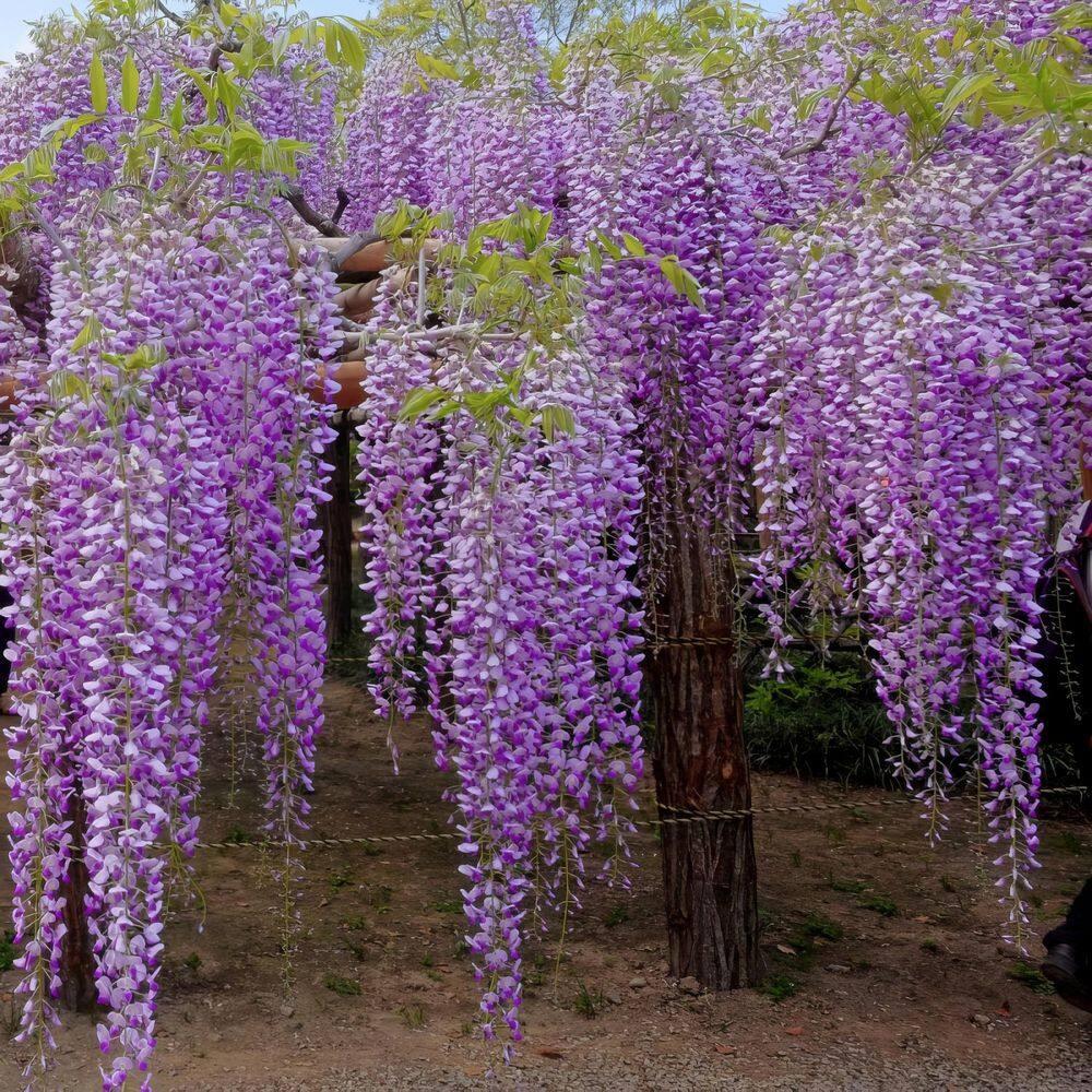 Live Perennial 1 gal Wisteria 'Amethyst Falls' with Full Sunlight
