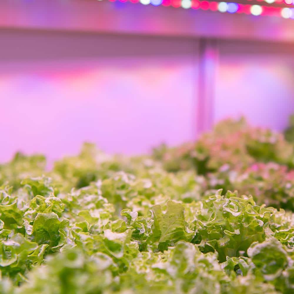 Feit Electric Square Connector LED Grow Light Color Changing 1 pk