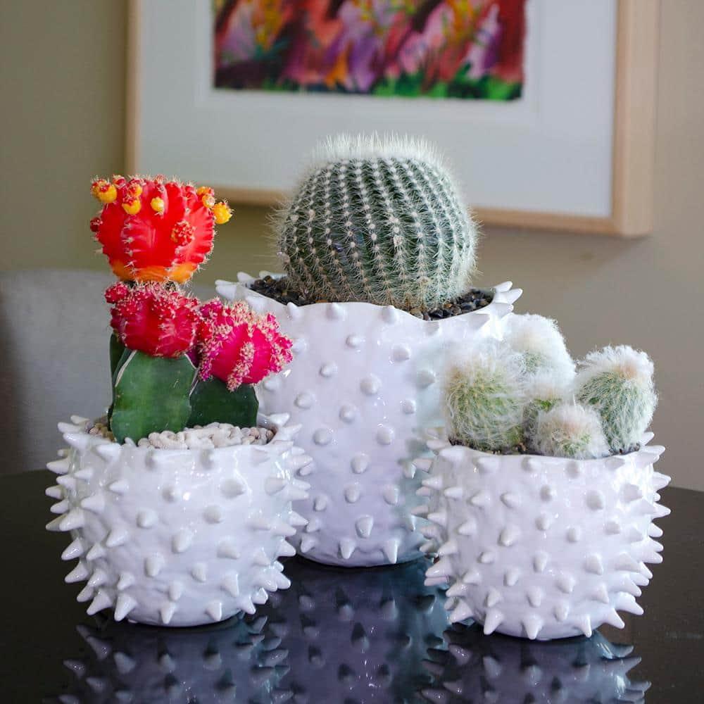 Altman Specialty Plants Live Cactus Plant in Nursery Pot