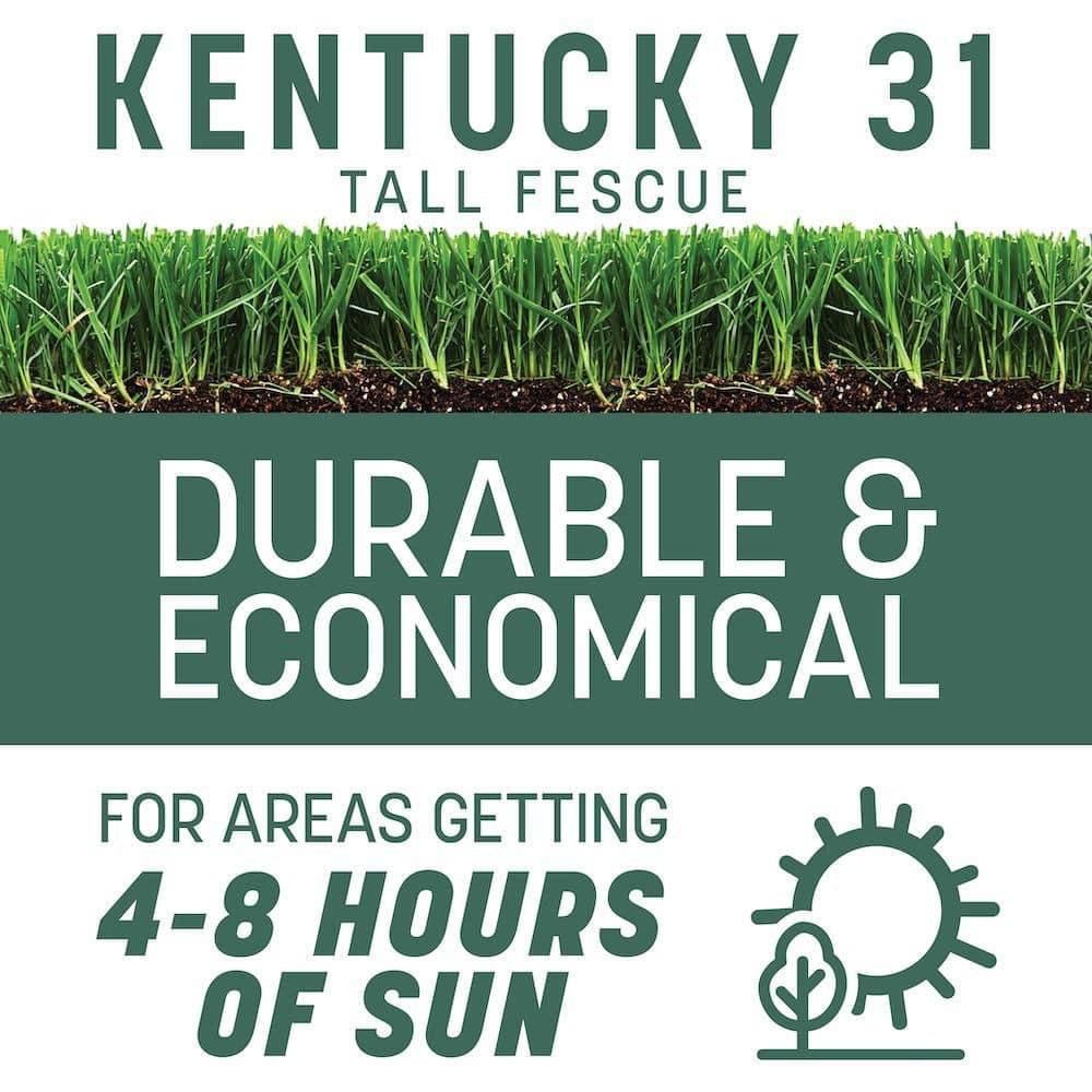Pennington Kentucky 31 Tall Fescue Grass Sun or Shade Grass Seed 7 lb