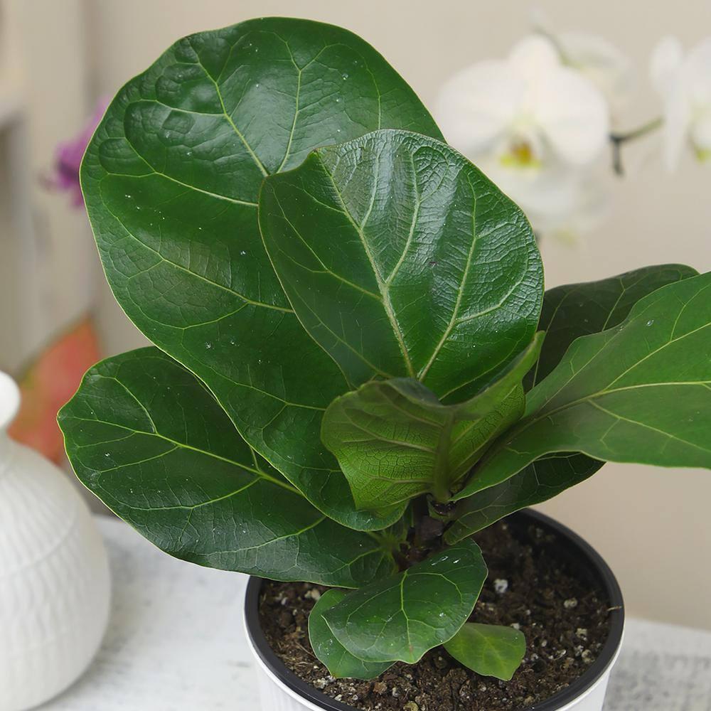 Fiddle-leaf Fig Ficus Tree Houseplant | 4.25in. Decor Pot; Indirect Light | Element by Altman Plants