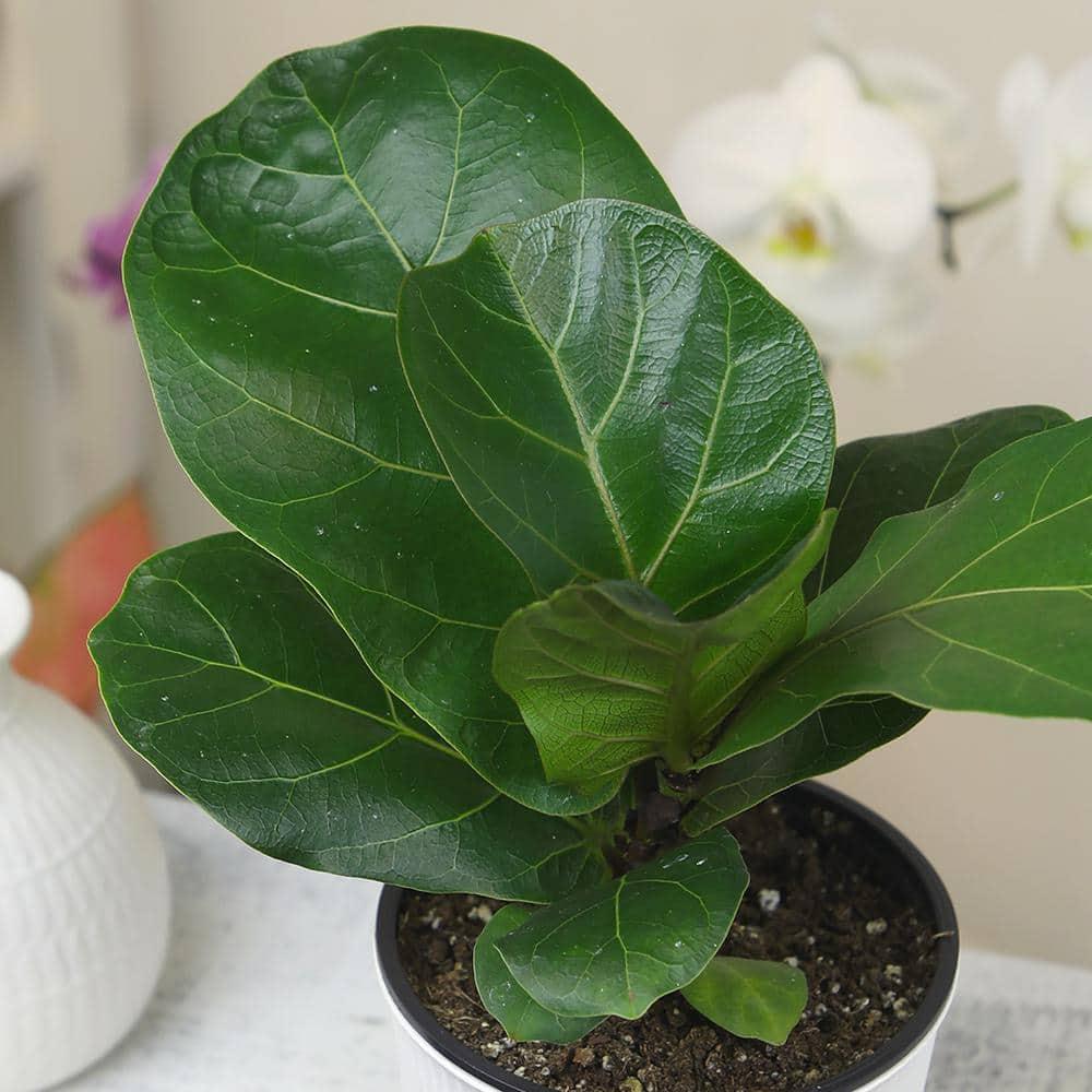Fiddle-leaf Fig Ficus Tree Houseplant | 4.25in. Decor Pot; Indirect Light | Element by Altman Plants