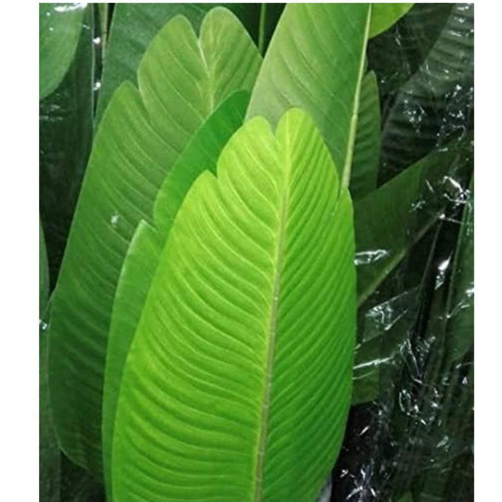 Bagari One 5 Foot Artificial Silk Bird of Paradise Palm Tree Potted Plant