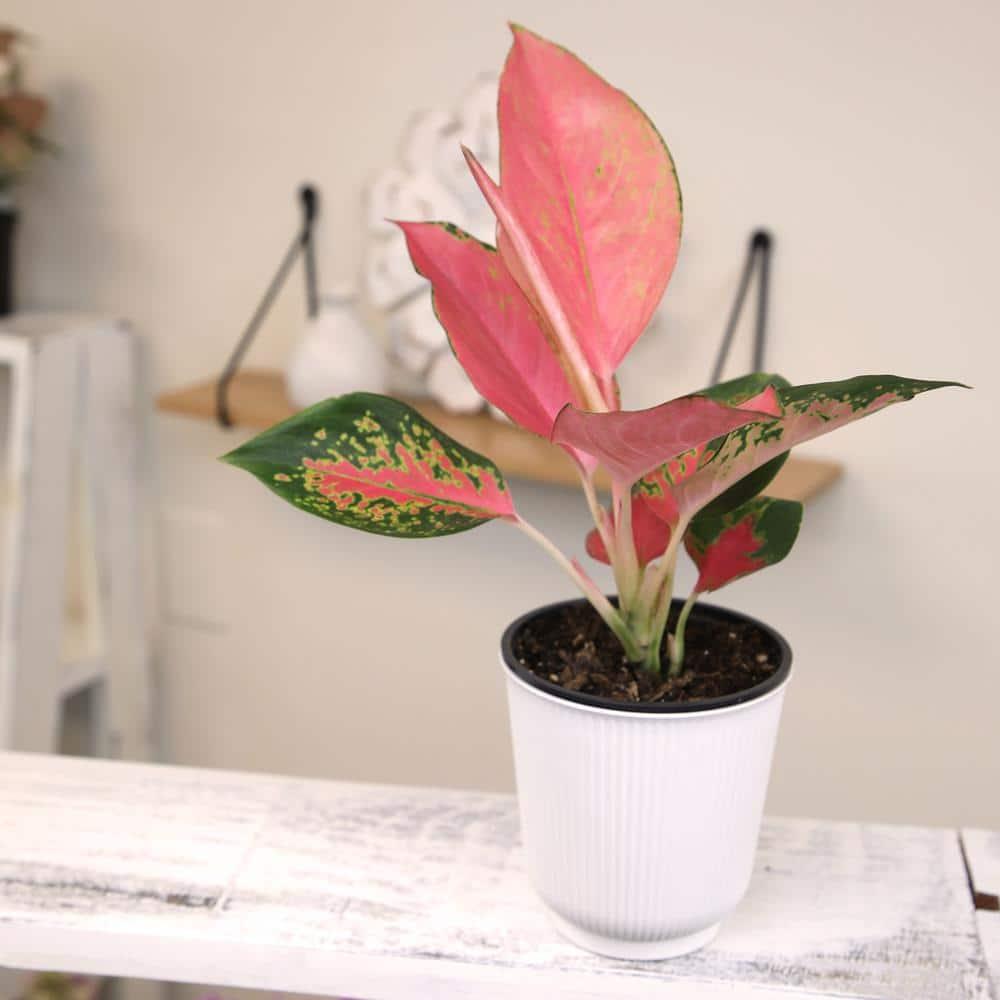 Aglaonema China Red | Pink Houseplant | 4.25in. Decor Pot; Indirect Light | Element by Altman Plants