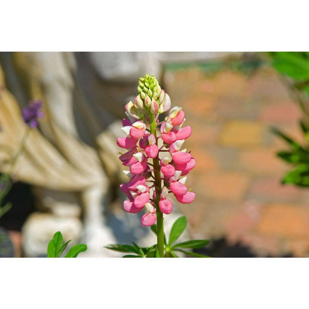 Camelot Rose Foxglove Dormant Bare Root Flowering Perennial Starter Plant, One Plant per Offer