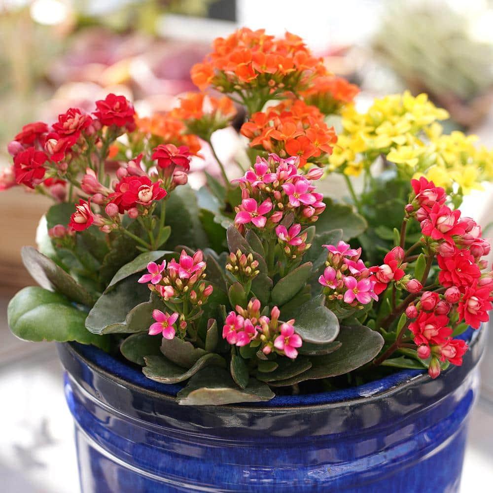 Element by Altman Plants 3.5IN Asst Kalanchoe (3 Pack)