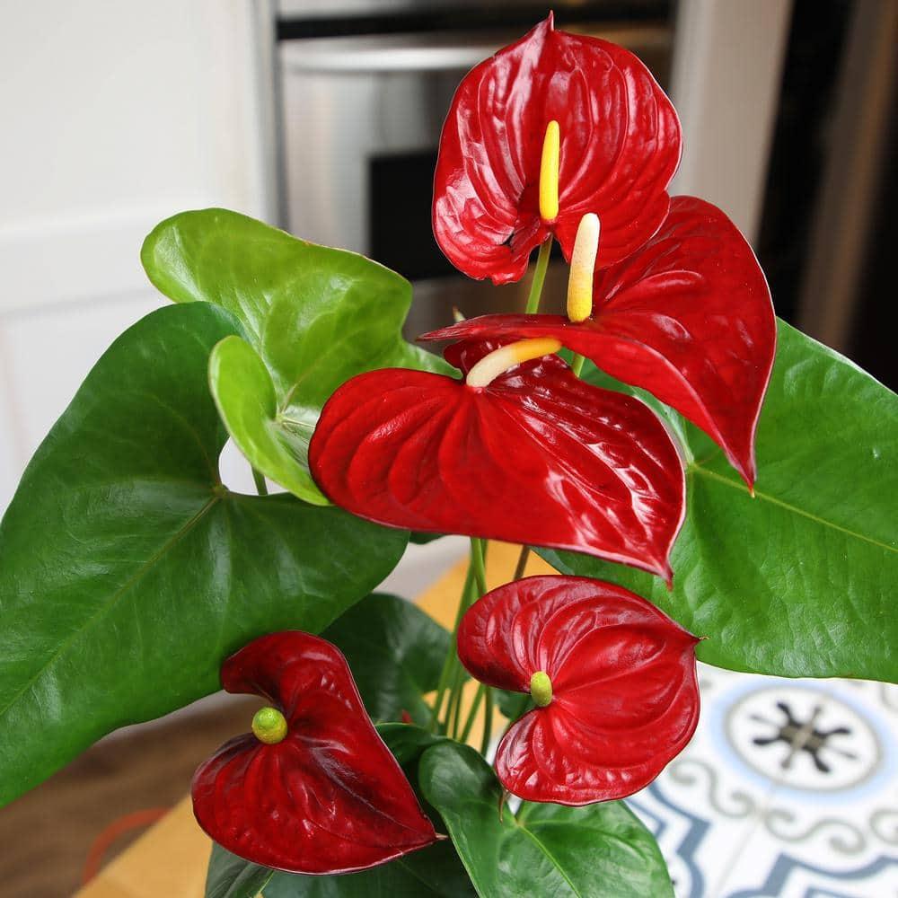 Planta de Interior con Flor de Flamenco Anthurium Roja / Maceta Decorativa de 6 Pulgadas; Luz / Elemento Indirecta de Altman Plants