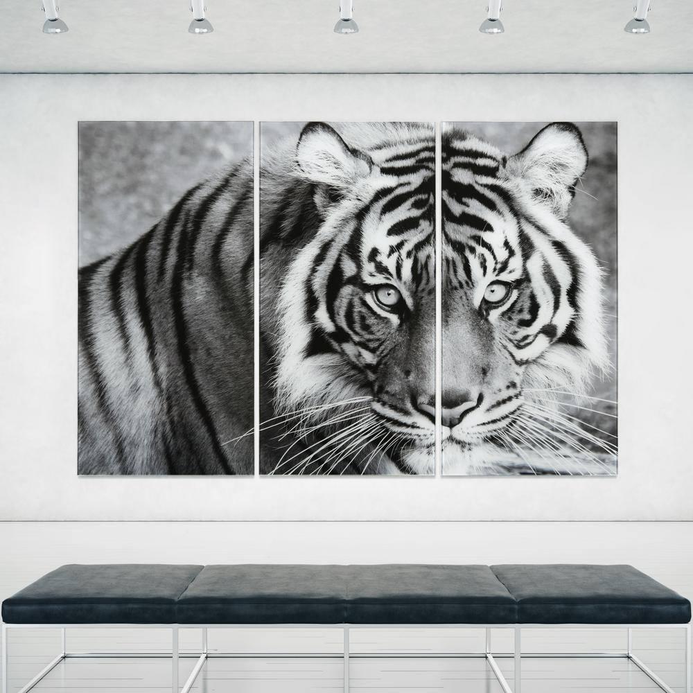 Empire Art Direct " Tiger ABC " 3 - Pieces