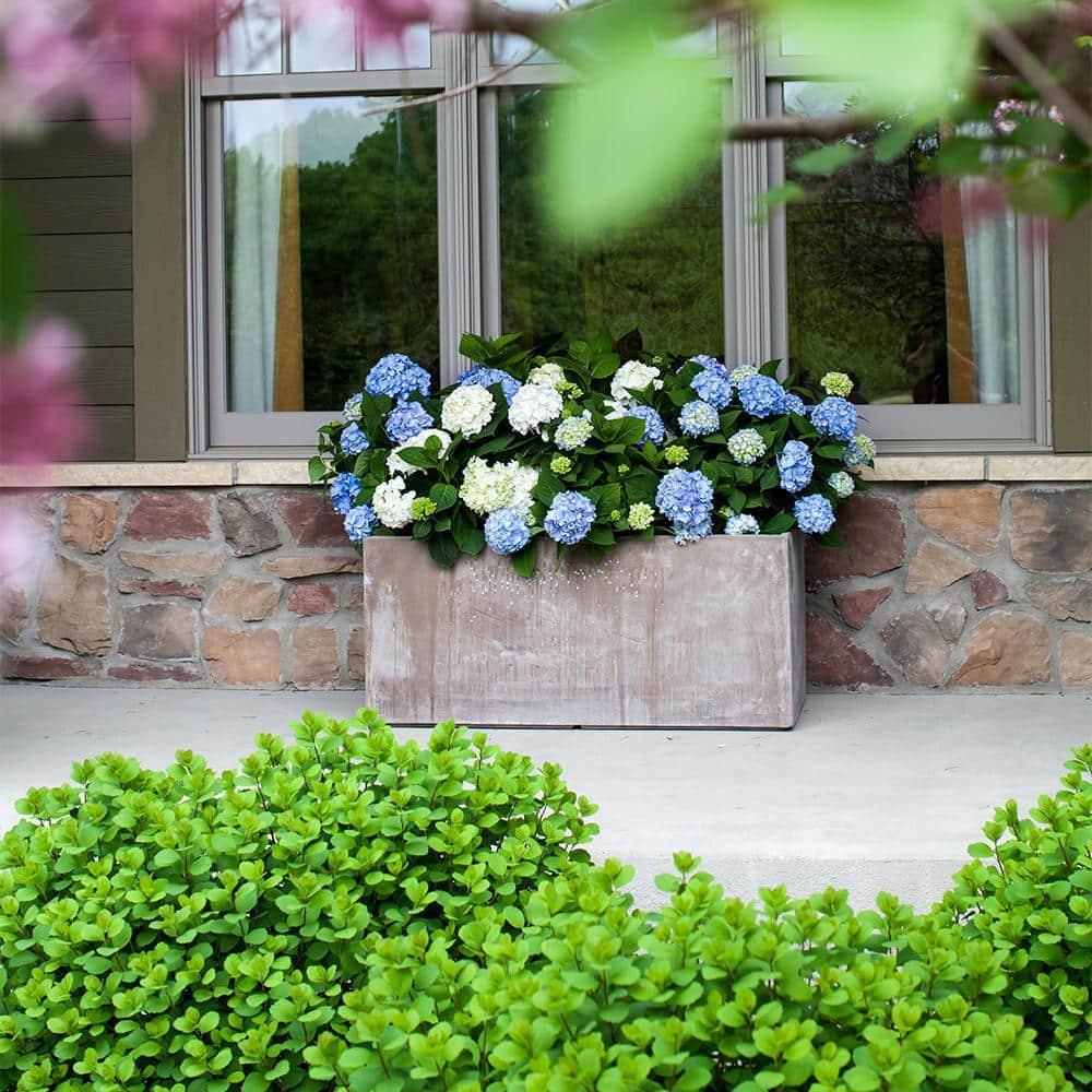 Endless Summer The Original Reblooming Hydrangea Live Shrub in 2-Gallon Grower Pot