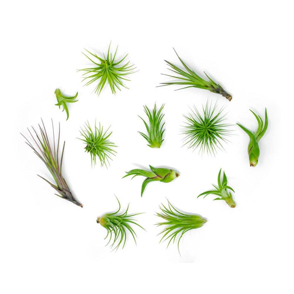 Altman Plants 4" Tillandsia Live Air Plants (12 Pack)