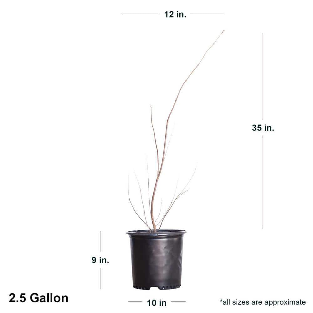 Shoal Creek Vitex (2.5 Gallon) Chaste Tree with Fragrant Lilac-Purple Flower Clusters - Texas