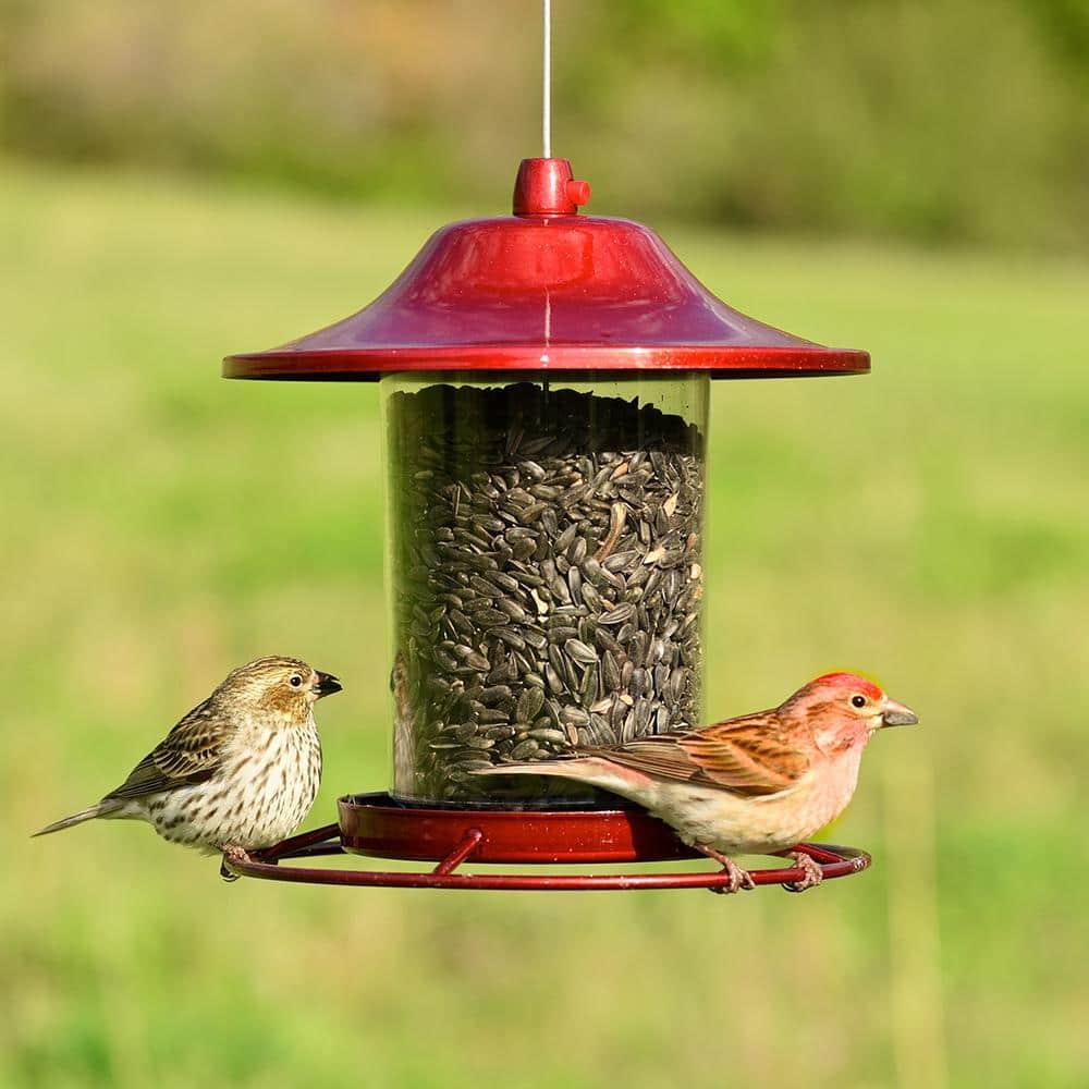 Perky-Pet Wild Bird 2 lb Metal/Plastic Panorama Bird Feeder 1 ports Model No 312R (Case of 2)
