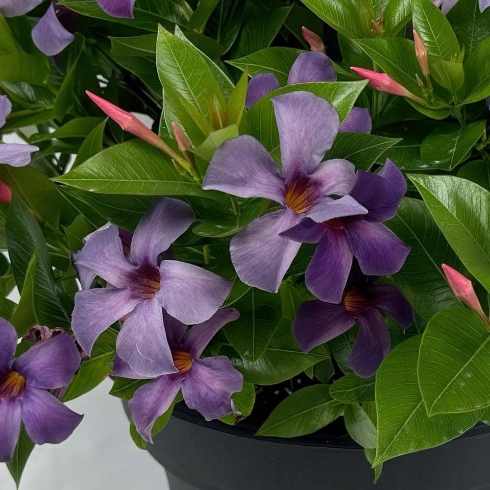 Blue Mandevilla Bluephoria Summer 4-inch Pot 3-Pack
