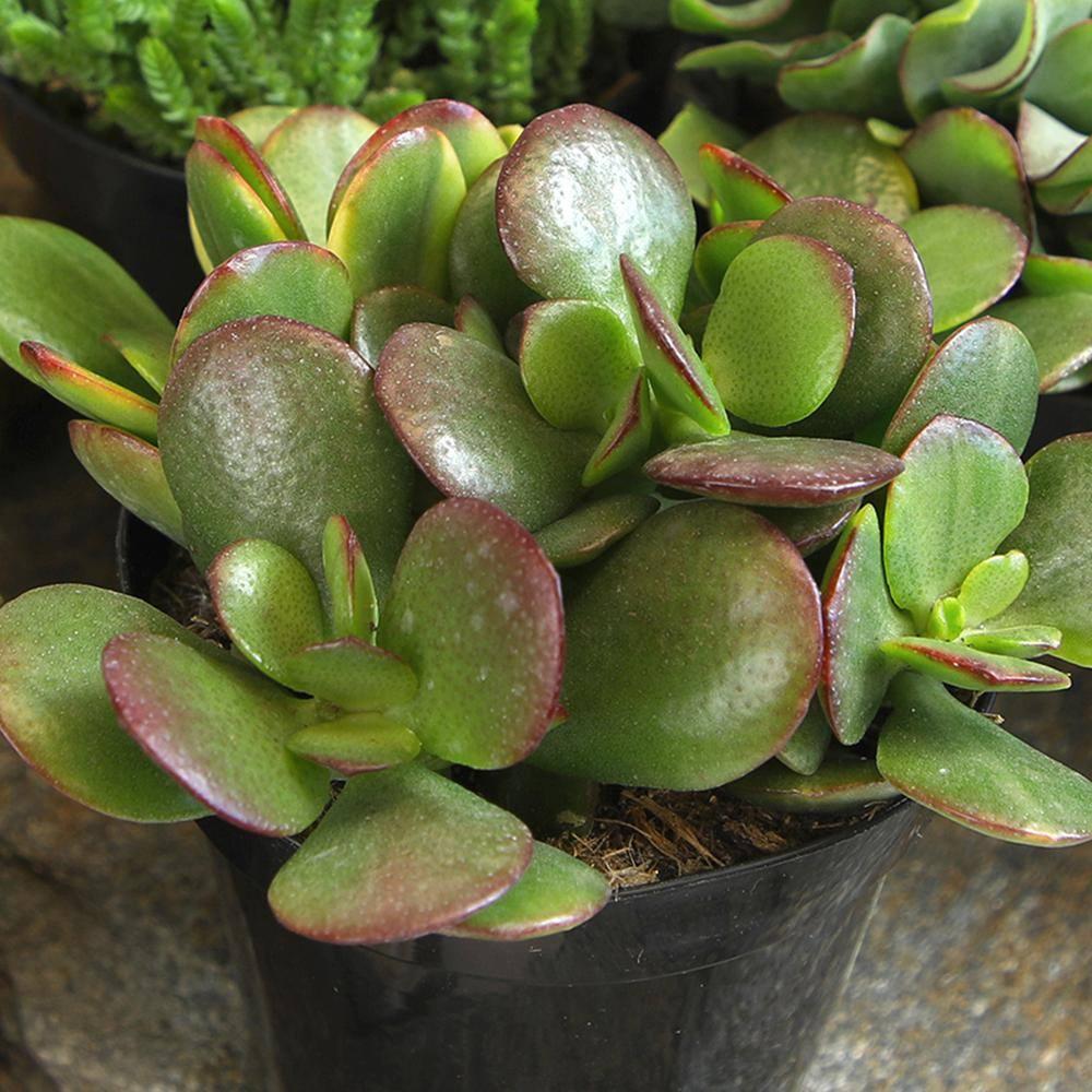Altman Plants Classic Jade Succulents (8-pack), Easy House Plants in 2.5 in. Grower Pots