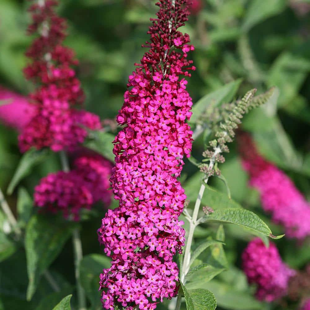Miss Molly Pink and Red Butterfly Bush in 2-Gallon Container