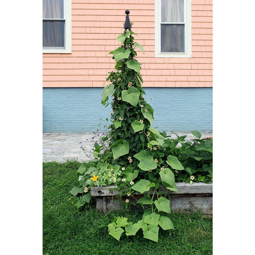Latitude Run® Alarcon-Chacon 84'' H x 13'' W Iron Obelisk Trellis