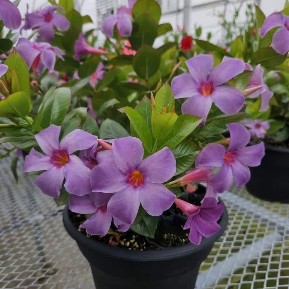 Blue Mandevilla Bluephoria Summer 4-inch Pot 3-Pack